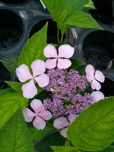 Hydrangea s. 'Bluebird' 10L