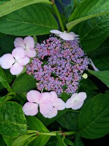 Hydrangea s. 'Bluebird' 10L - image 2