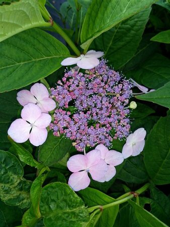 Hydrangea s. 'Bluebird' 25L - image 3