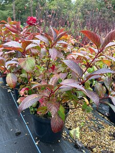 Hydrangea 'Preziosa' 10L - image 3