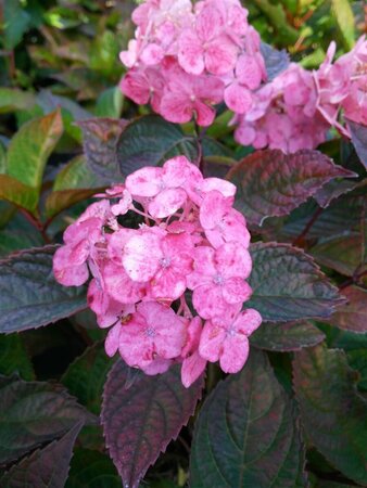 Hydrangea 'Preziosa' 10L - image 1