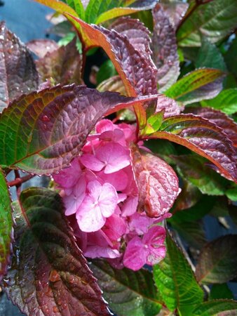 Hydrangea 'Preziosa' 10L - image 2