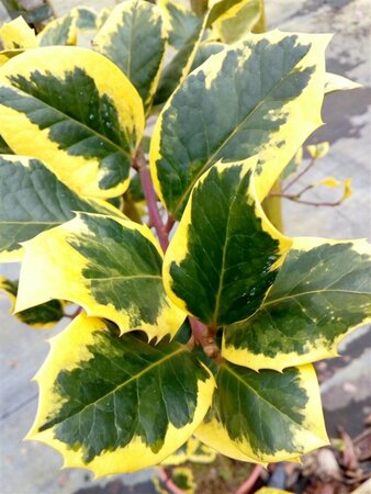 Ilex altacl. 'Golden King' 10L - image 1