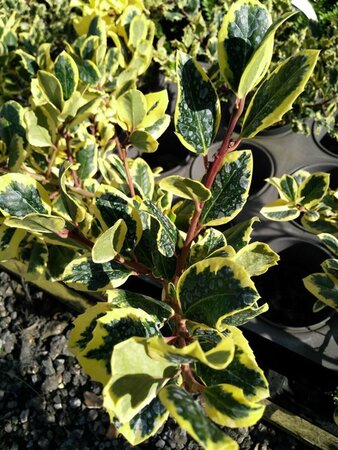 Ilex altacl. 'Golden King' 10L - image 2