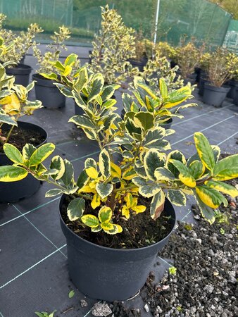 Ilex altacl. 'Golden King' 10L - image 5