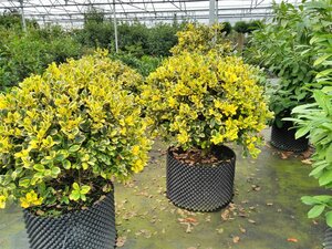 Ilex altacl. 'Golden King' 10L - image 4