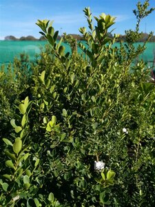 Ilex crenata 'Green Hedge' 2L - image 3
