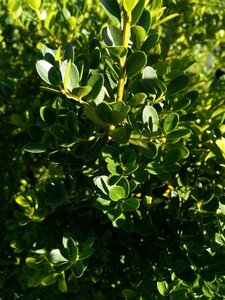 Ilex crenata 'Green Hedge' 2L - image 4