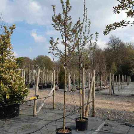 Malus 'Evereste' select std 10/12 38L Airpot - image 6