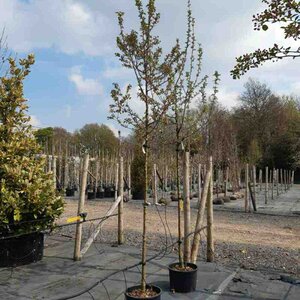 Malus 'Evereste' SELECT STD 10/12 38L Airpot - image 6