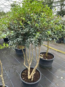 Osmanthus x burkwoodii 125-150 Multi Stem Root Ball