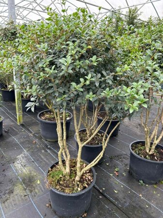 Osmanthus x burkwoodii 125-150 Multi Stem Root Ball - image 4