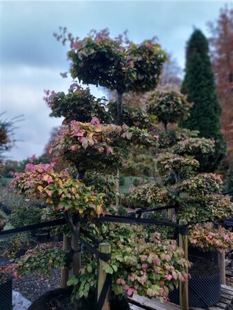 Parrotia persica 250-275 Bonsai 300L - image 1