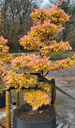 Parrotia persica 250-275 Bonsai 300L - image 2