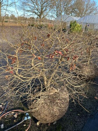 Parrotia persica 120-140 Ball Wire RB - image 7