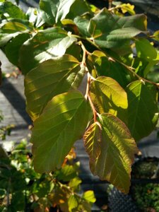 Parrotia persica 250-275 Bonsai 300L - image 4