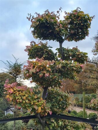 Parrotia persica 250-275 Bonsai 300L - image 5