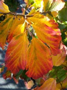 Parrotia persica 250-275 Bonsai 300L - image 6