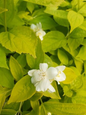 Philadelphus cor. 'Aureus' 10L - image 1