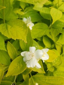 Philadelphus cor. 'Aureus' 10L