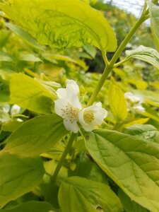 Philadelphus cor. 'Aureus' 10L - image 3