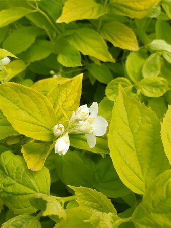 Philadelphus cor. 'Aureus' 10L - image 4