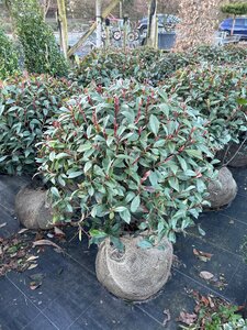 Photinia f. Carre Rouge  55-60CM Ball Root Ball