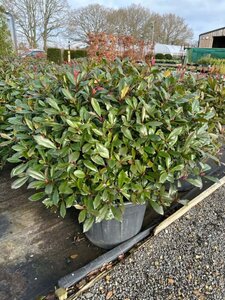 Photinia f. Carre Rouge  65-70cm Ball  35L