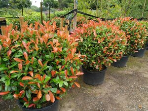 Photinia fraseri 'Red Robin' 100-125 10L - image 2