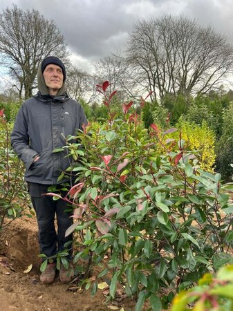 Photinia fraseri 'Red Robin' 125-150 Root Ball - image 7