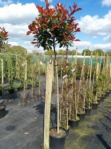 Photinia fraseri 'Red Robin' 100-125 10L - image 5