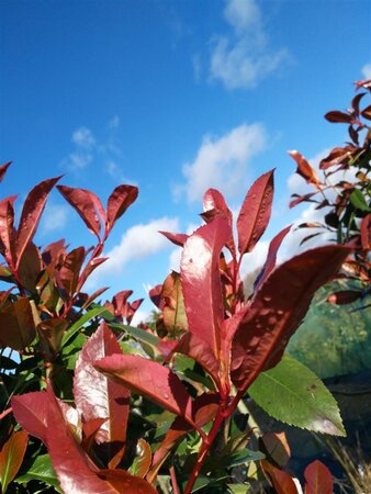 Photinia fraseri 'Red Robin' 100-125 10L - image 6