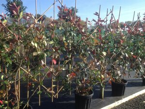 Photinia fraseri 'Red Robin' 10L