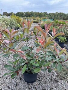 Photinia fraseri 'Red Robin' 10L - image 7