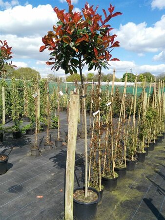 Photinia fraseri 'Red Robin' 10L - image 5