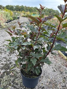 Physocarpus opulif. 'Red Baron' 10L