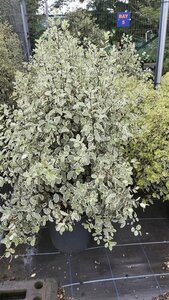 Pittosporum 'Garnettii' 120-140 25L - image 1