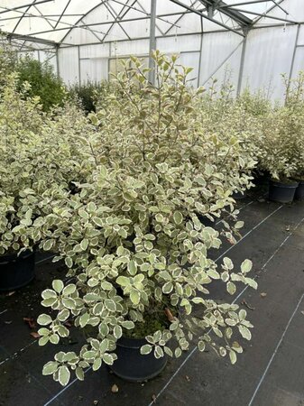 Pittosporum 'Garnettii' 10L - image 2