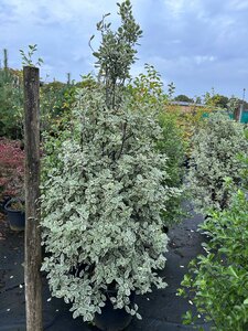 Pittosporum 'Garnettii' 120-140 25L - image 2