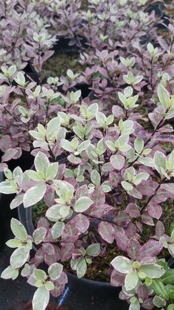 Pittosporum ten. 'Bannow Bay'  3L - image 2