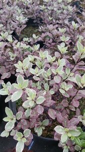 Pittosporum ten. 'Bannow Bay'  3L - image 2