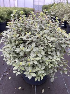 Pittosporum ten. Silver Ball  10L