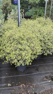 Pittosporum ten. 'Variegatum' 10L - image 1