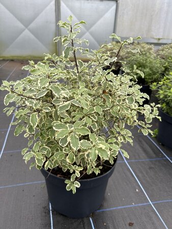 Pittosporum ten. 'Variegatum' 10L - image 2