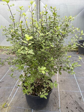 Pittosporum ten Wrinkled Blue 10L