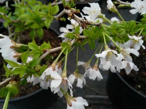 Prunus incisa 'Kojou-no-mai' 10L - image 3