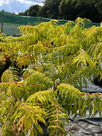 Rhus typhina Tiger Eyes 25L - image 2