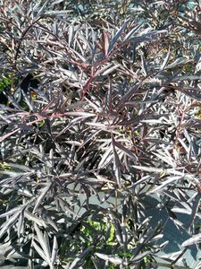 Sambucus nigra Black Lace 3L