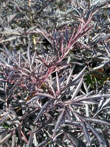 Sambucus nigra Black Lace 3L - image 2