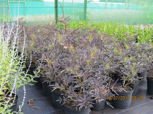 Sambucus nigra Black Lace 3L - image 3